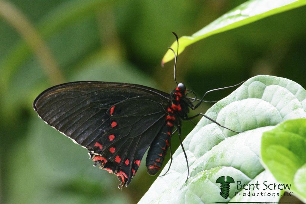 Butterfly - Polydamas Swallowtail